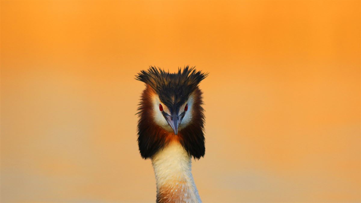 Great Crested Grebe