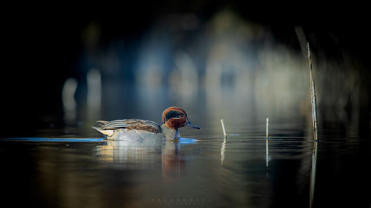Eurasian Teal