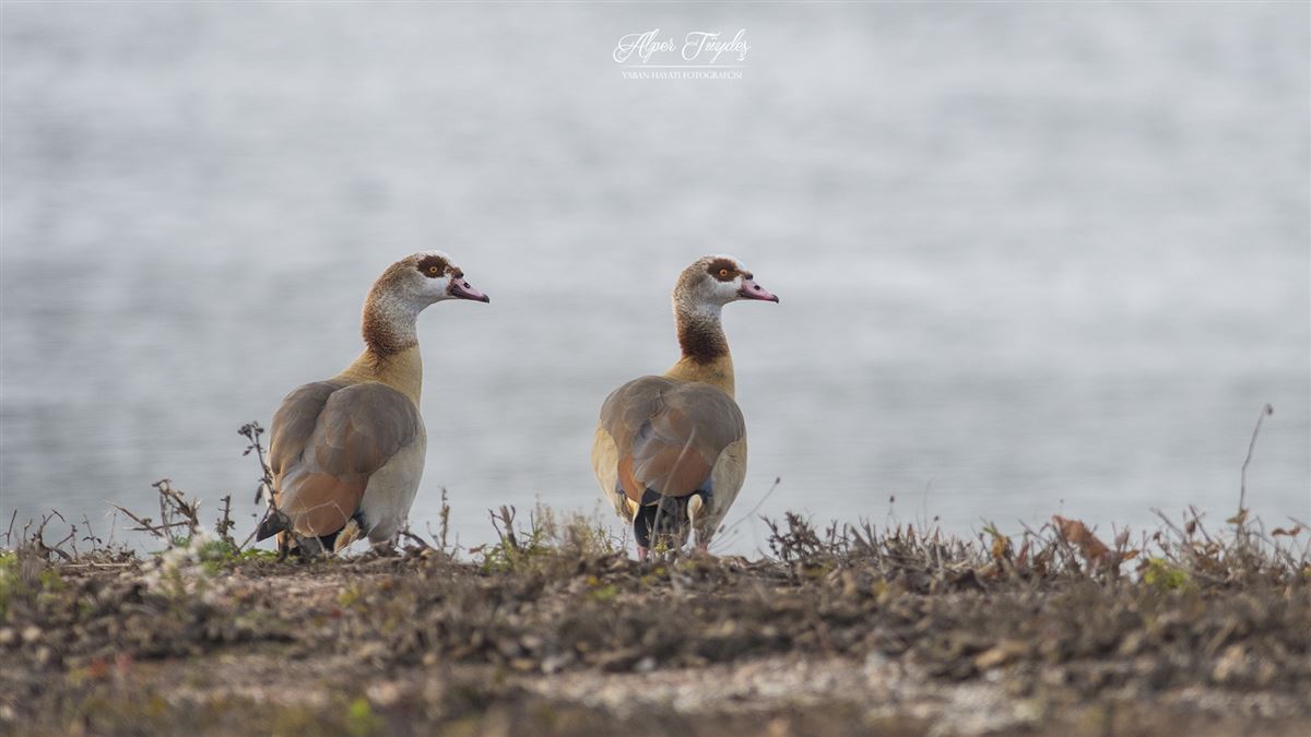 Egyptian Goose