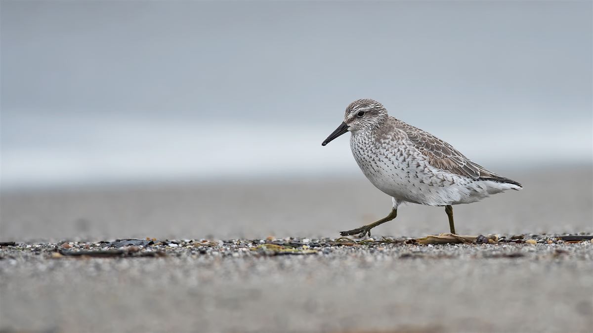 Red Knot