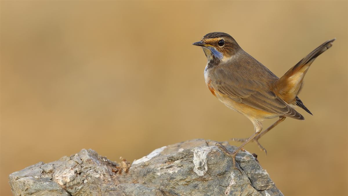 Bluethroat