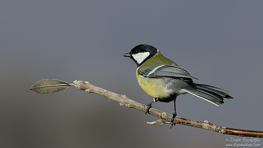 Great Tit