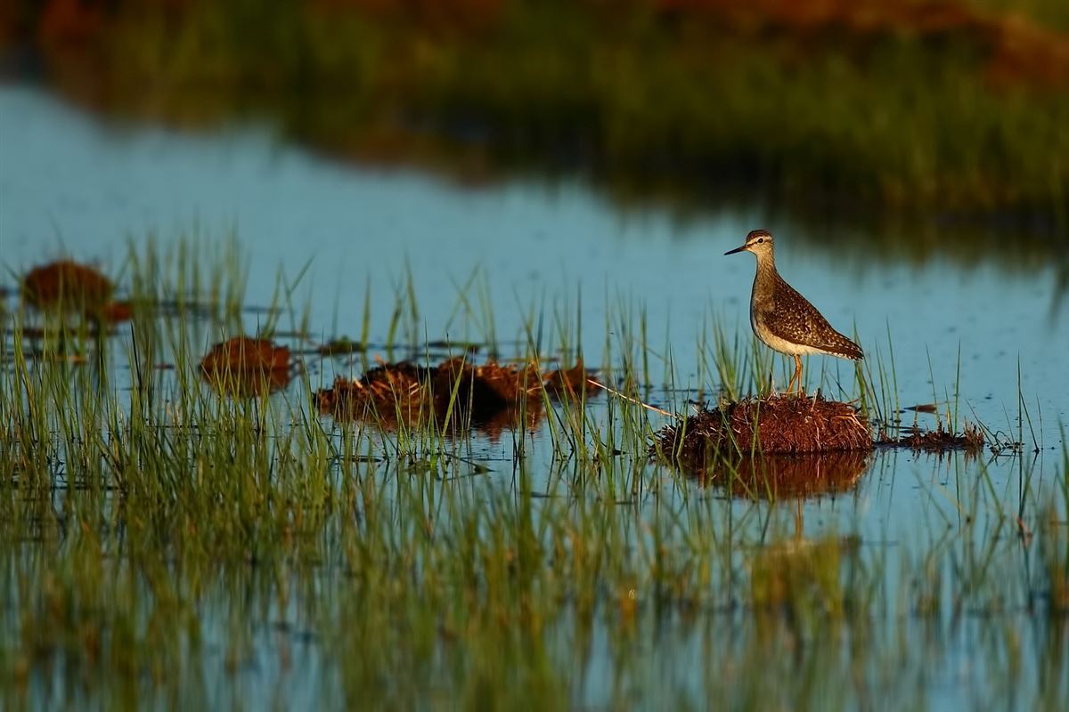 Wood Sandpiper
