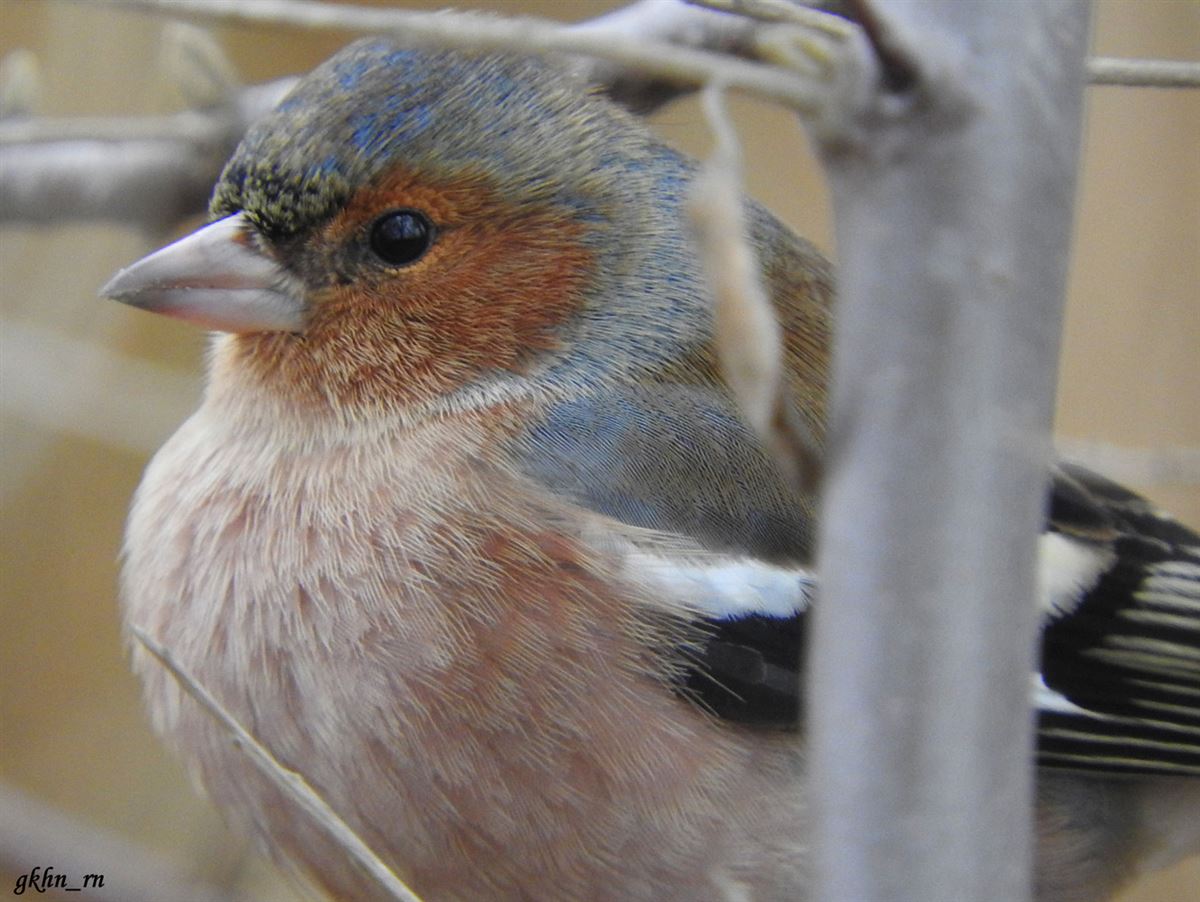 Common Chaffinch