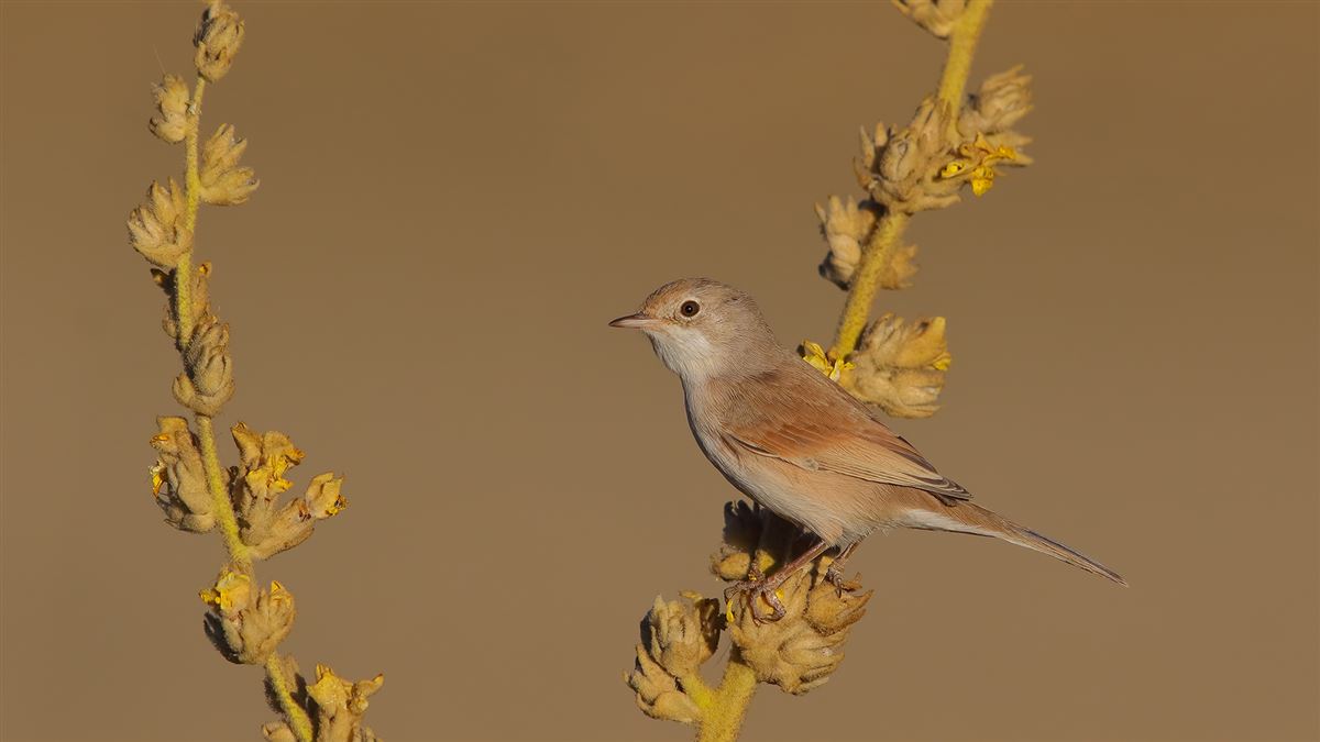 Spectacled Warbler