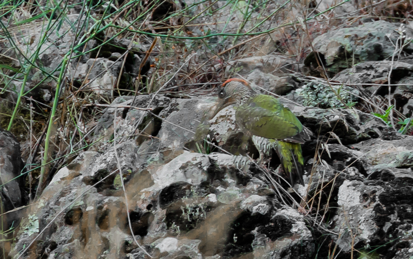 European Green Woodpecker