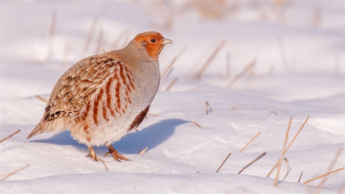 Grey Partridge