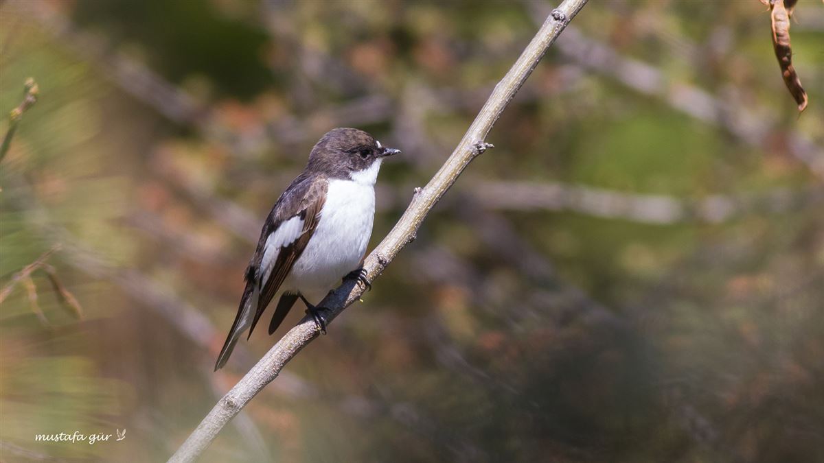 European Pied Flycatcher