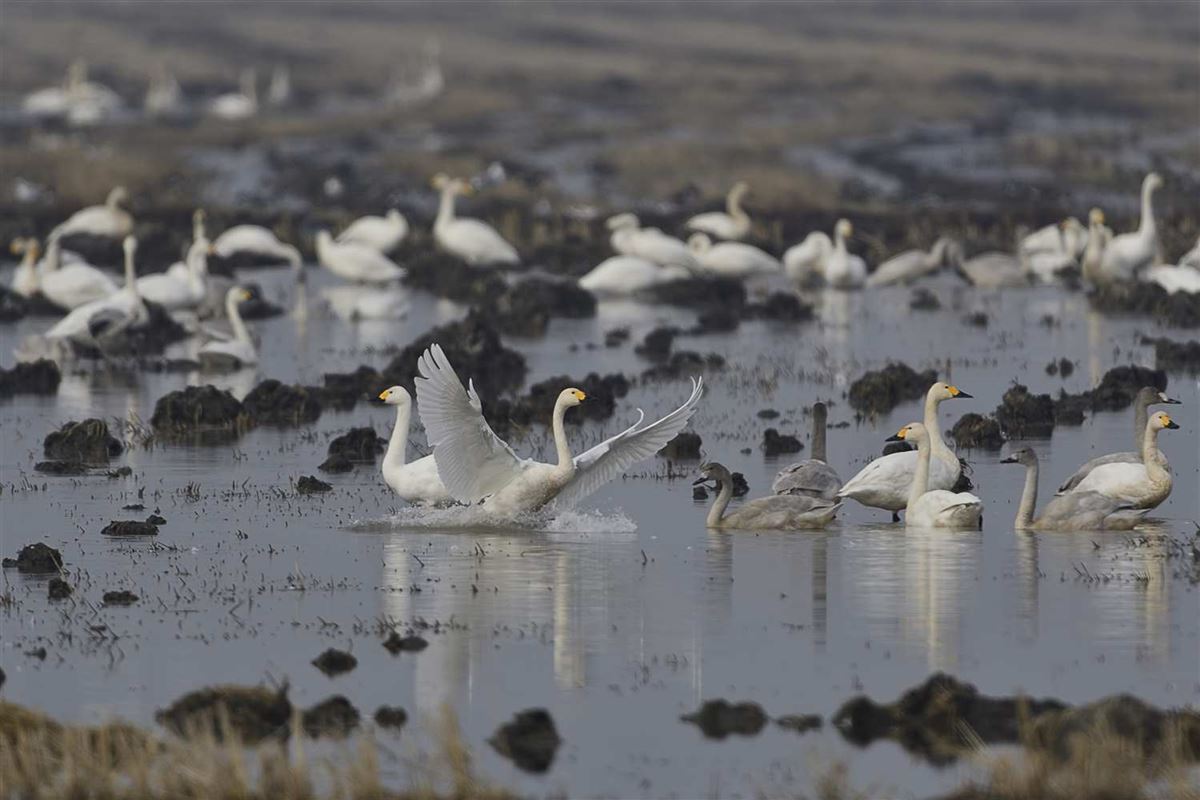 Tundra Swan