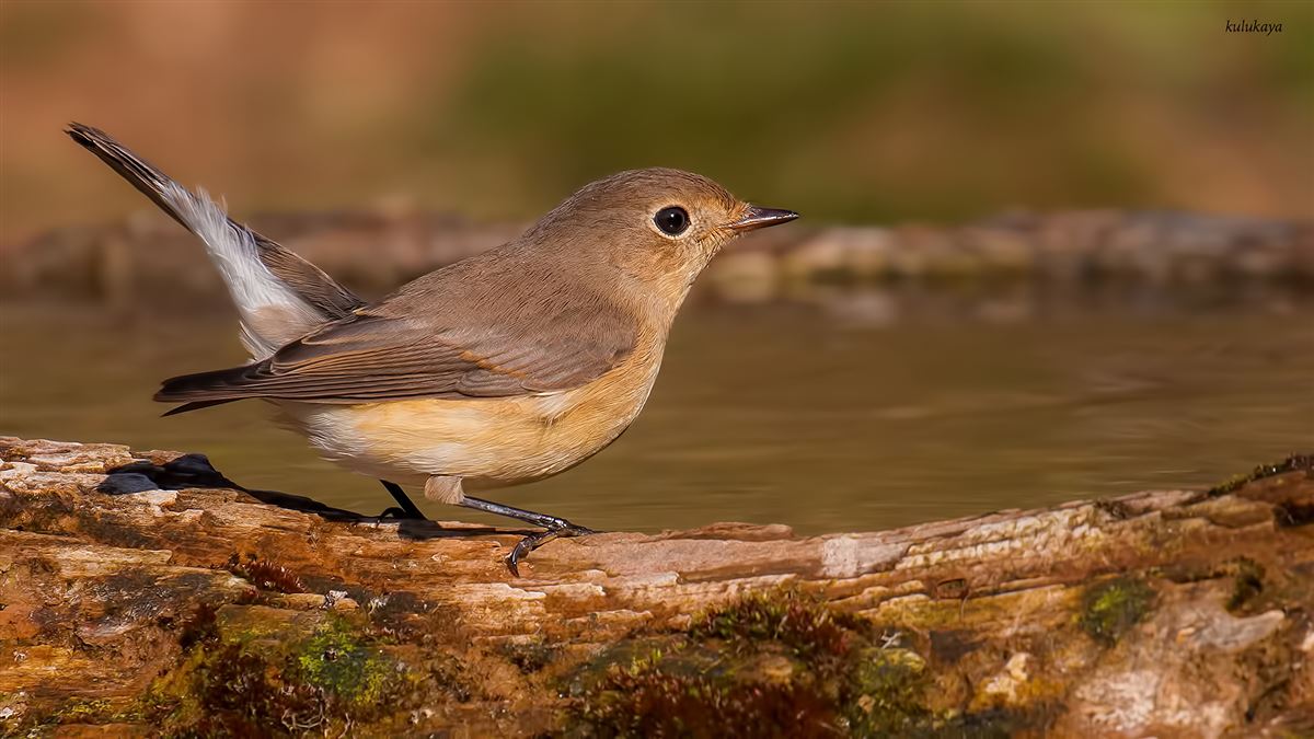 Red-breasted Flycatcher