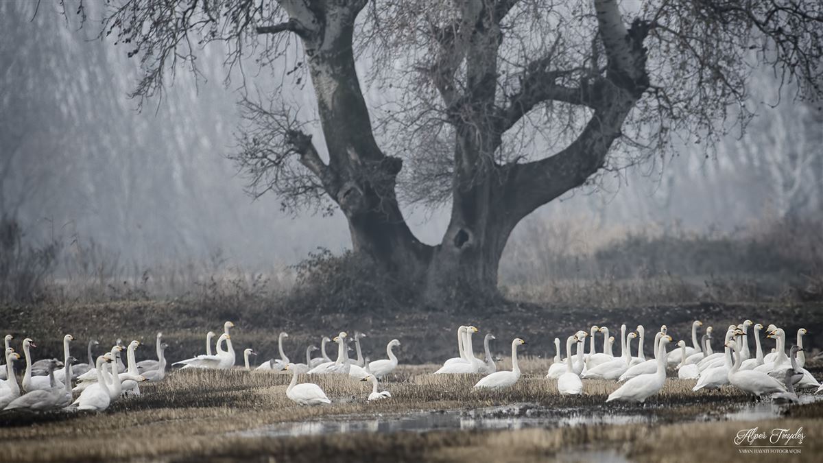 Tundra Swan