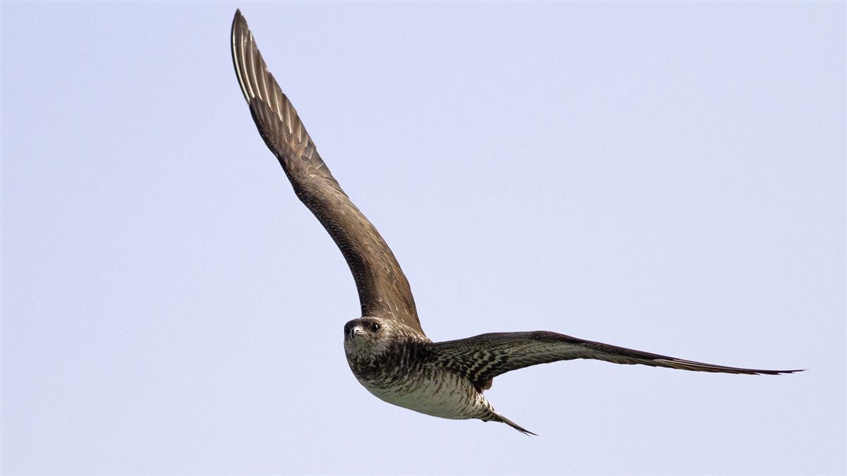 Parasitic Jaeger