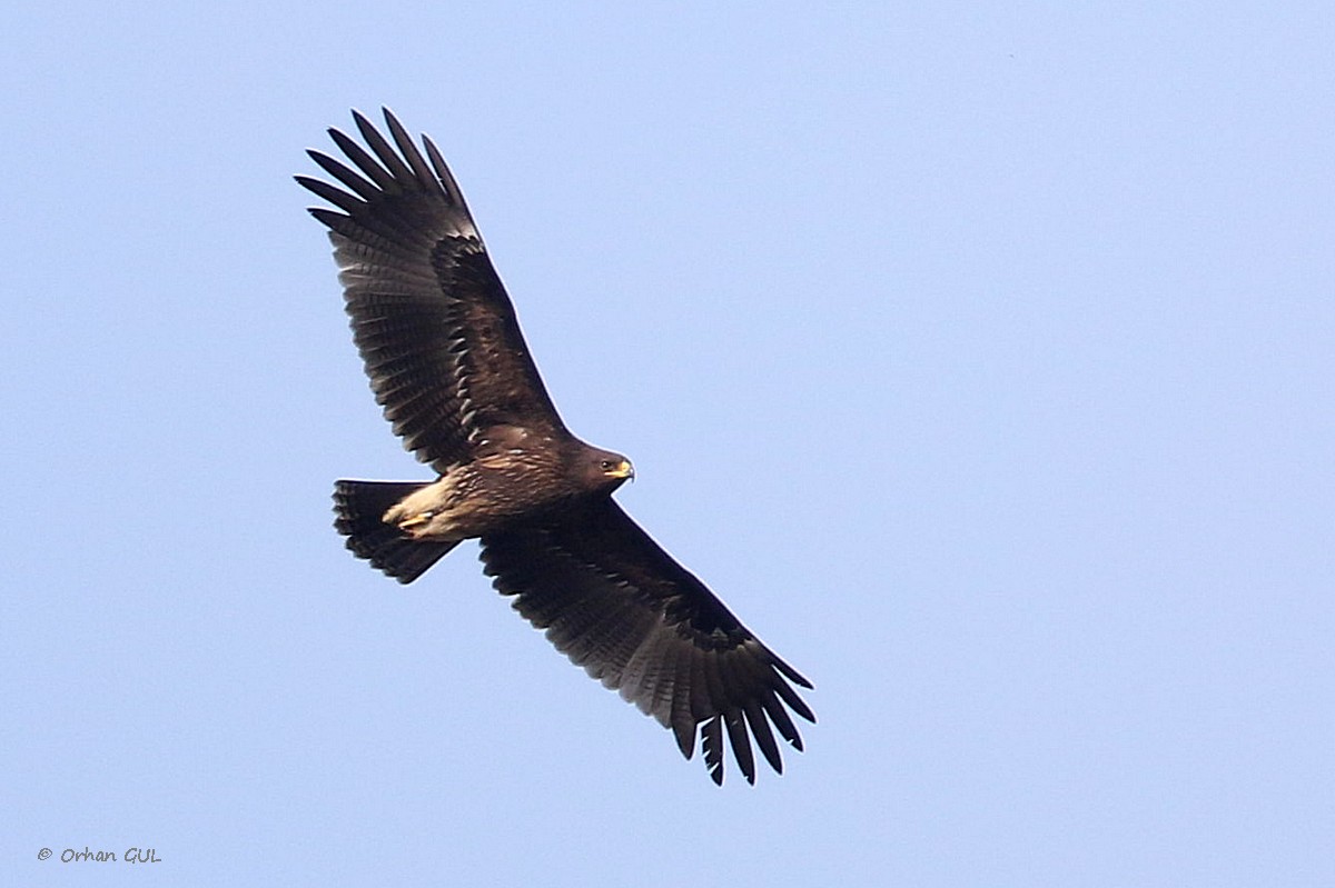 Greater Spotted Eagle
