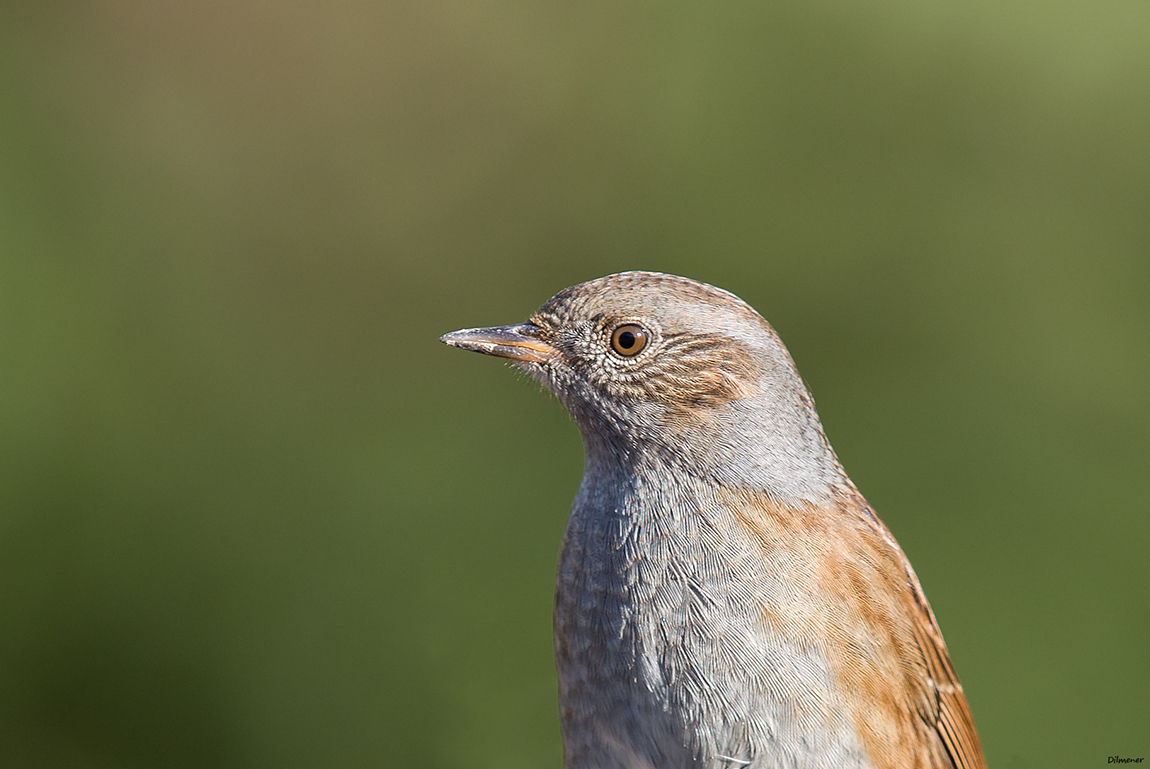 Dunnock