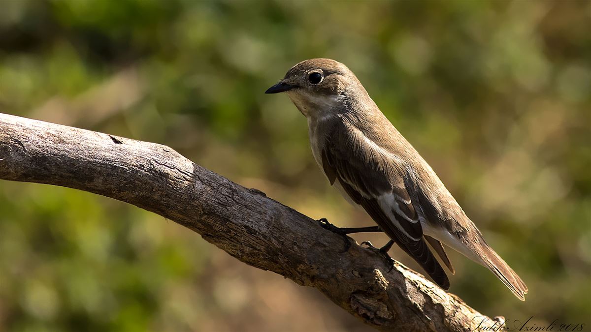 European Pied Flycatcher
