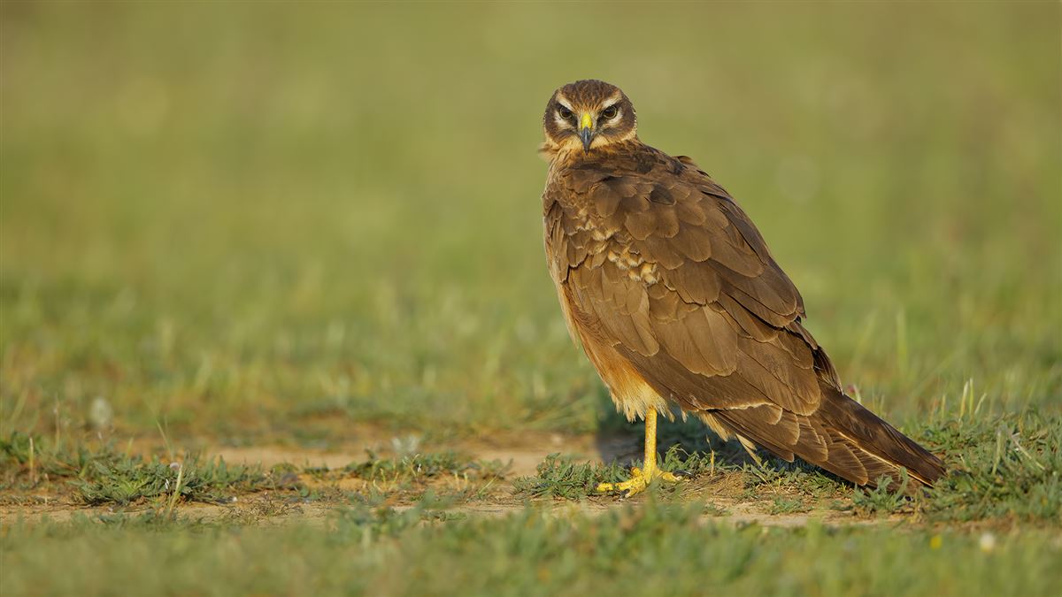 Pallid Harrier