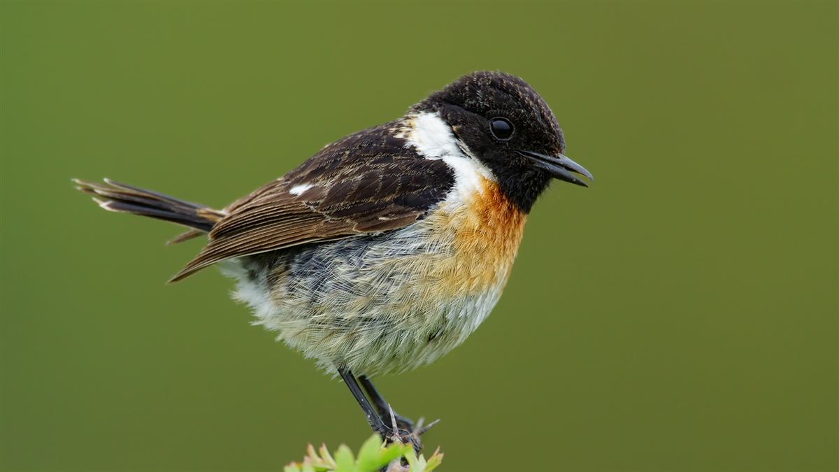Taşkuşu