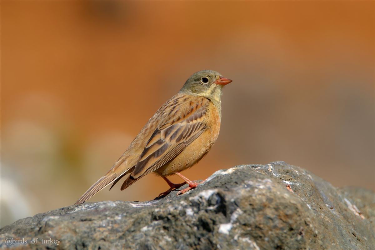 Ortolan Bunting
