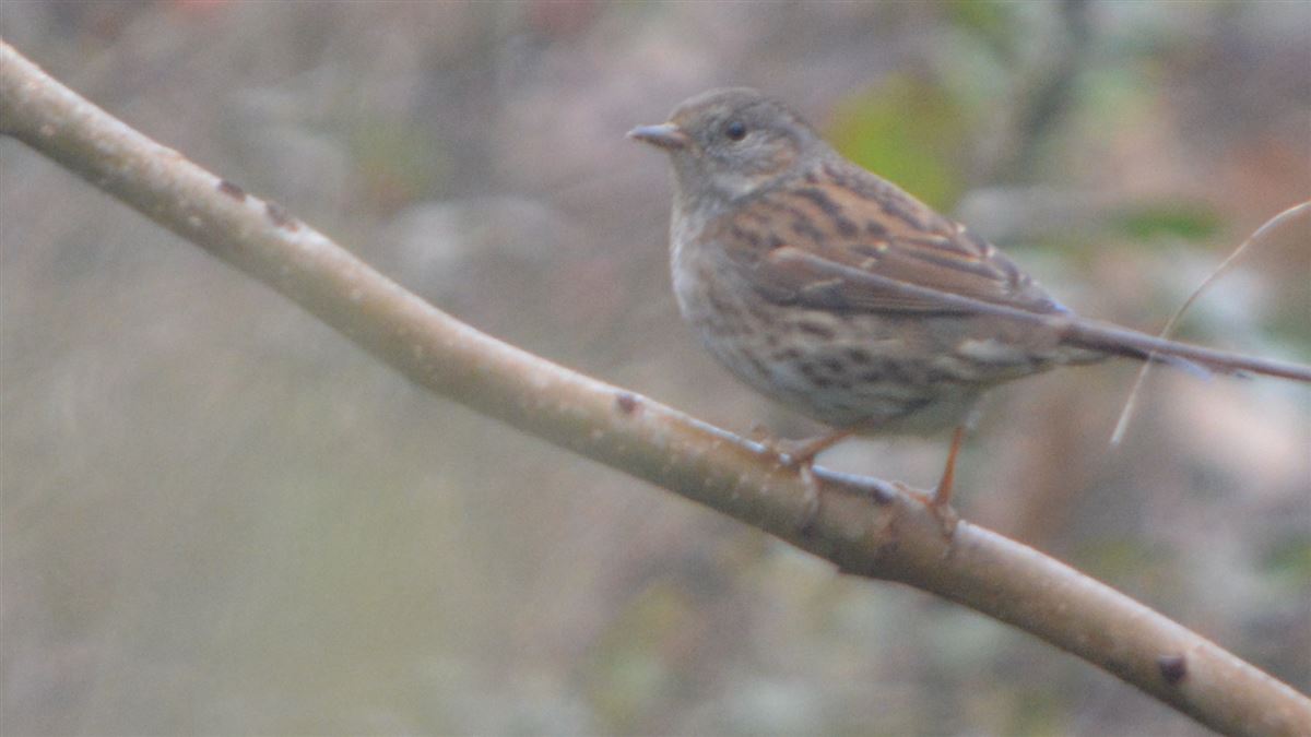 Dunnock