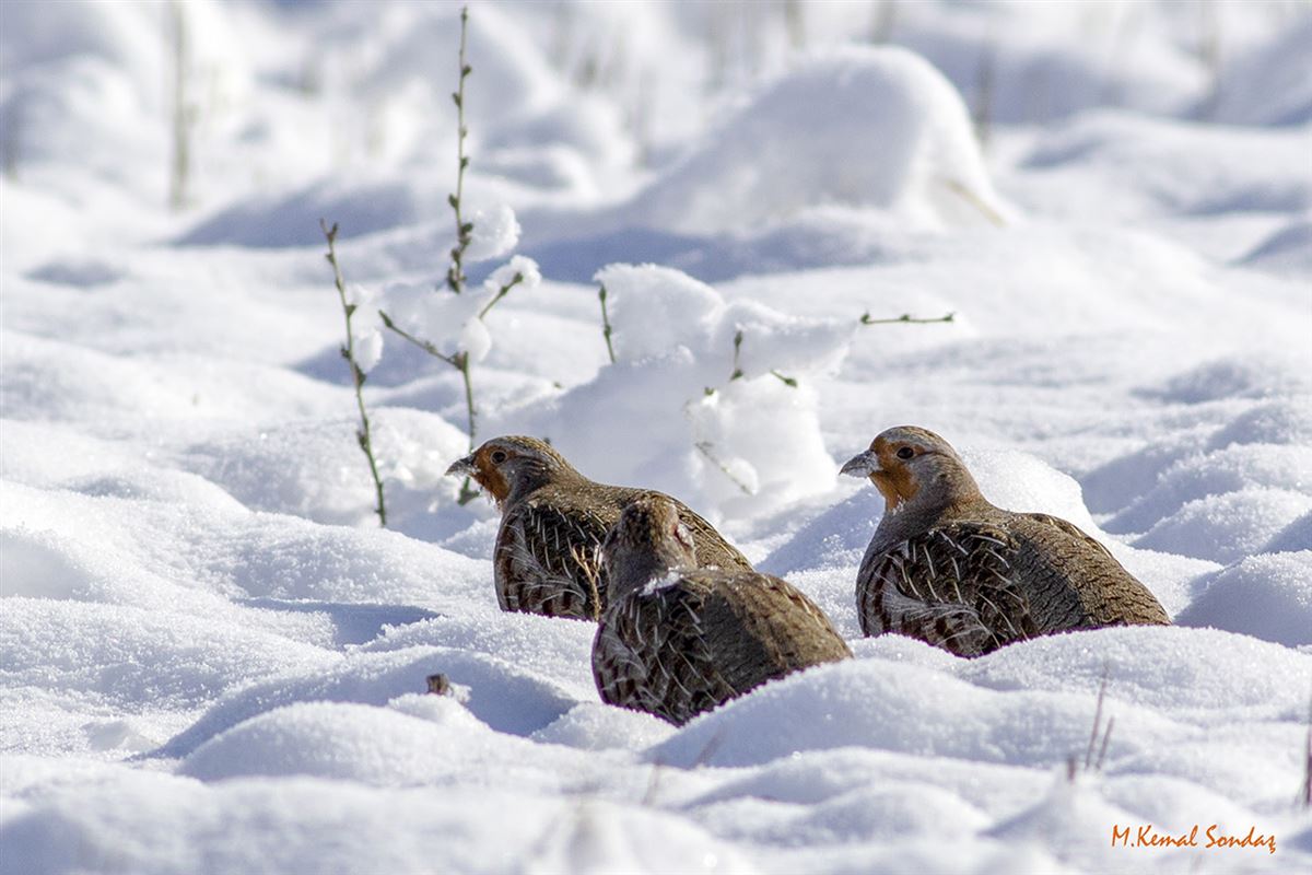 Grey Partridge