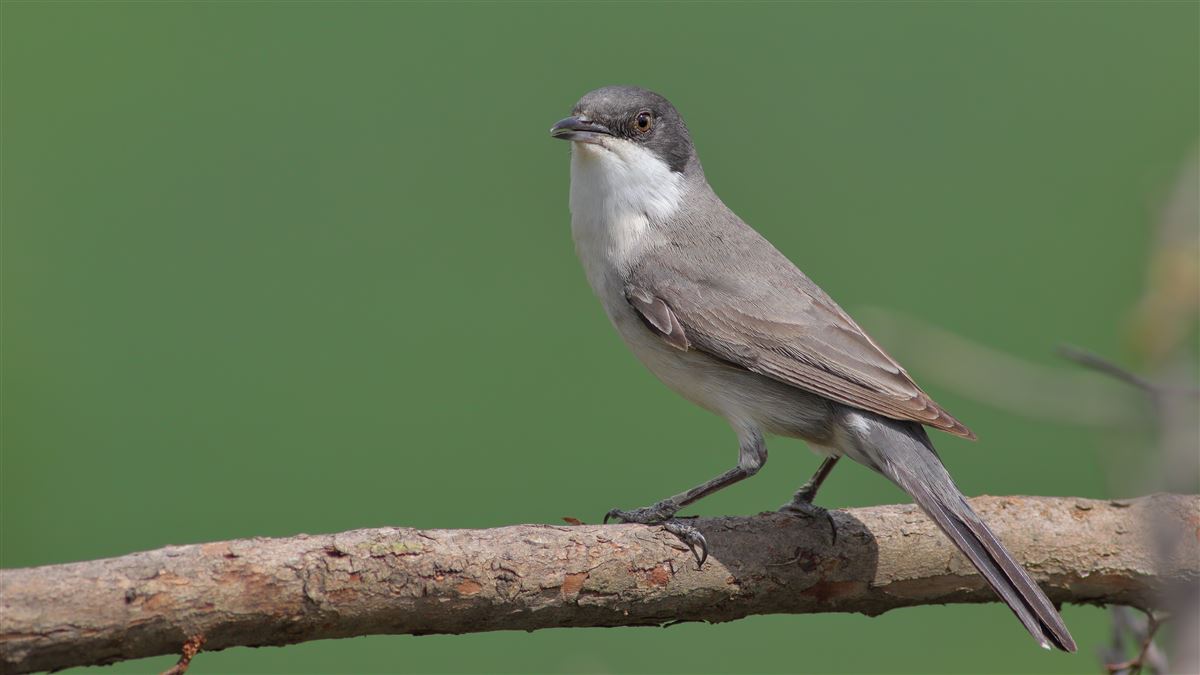 Eastern Orphean Warbler