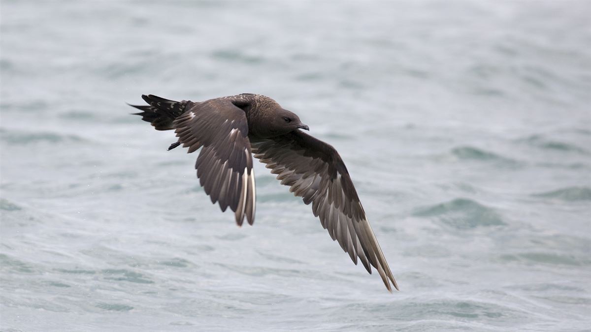Parasitic Jaeger