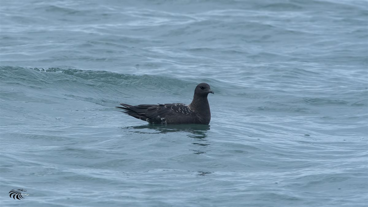 Parasitic Jaeger