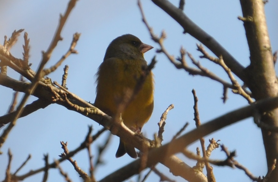 European Greenfinch