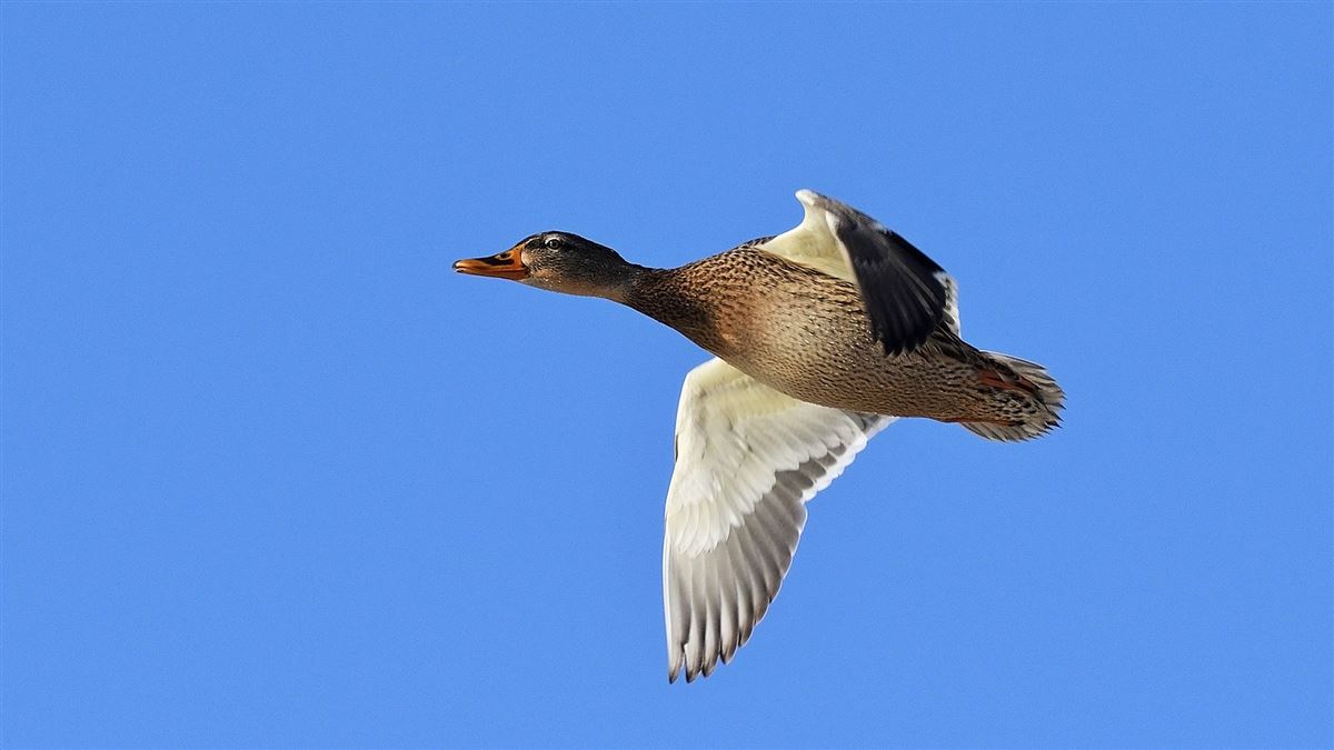 Mallard
