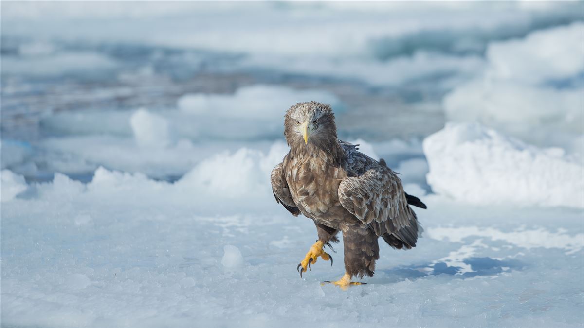 White-tailed Eagle