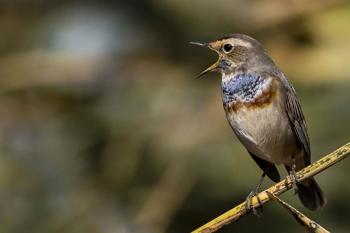 Bluethroat