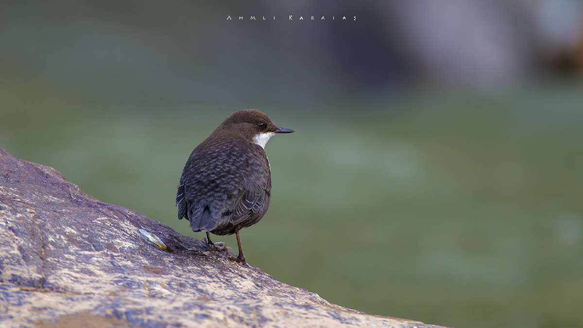 White-throated Dipper