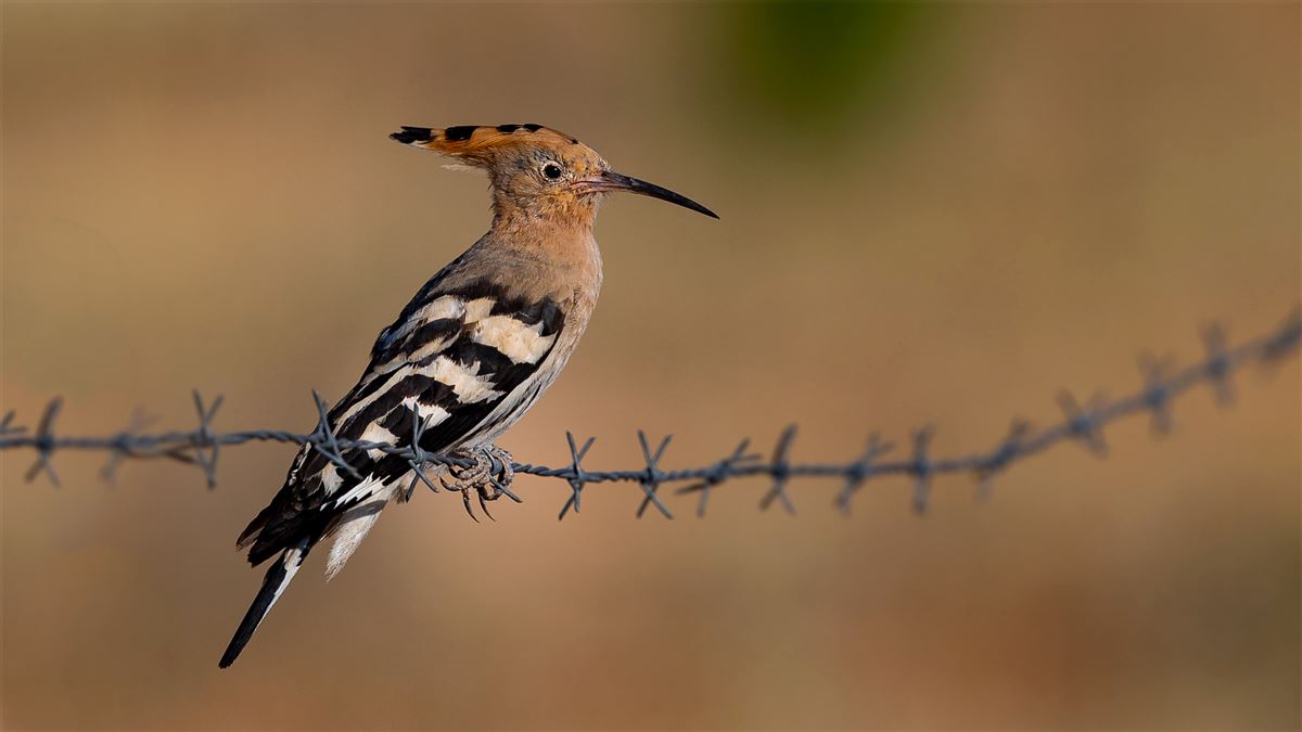 Eurasian Hoopoe