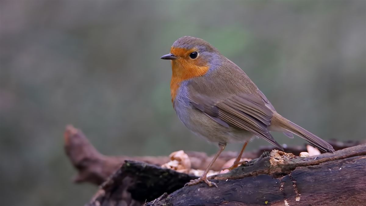 European Robin