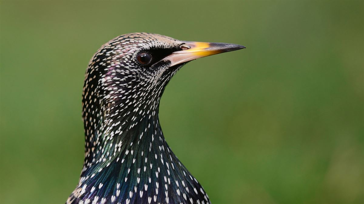 Common Starling