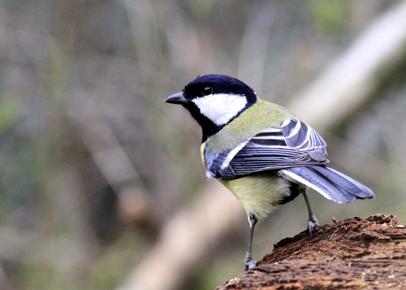 Great Tit