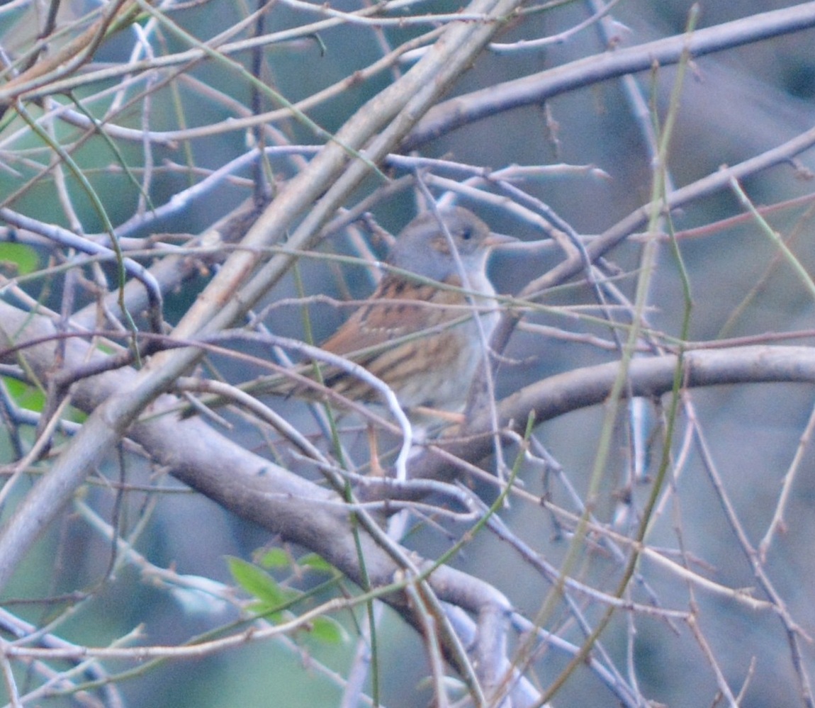 Dunnock