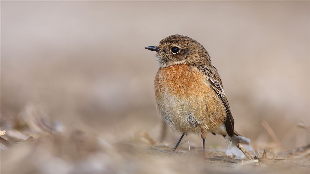 European Stonechat