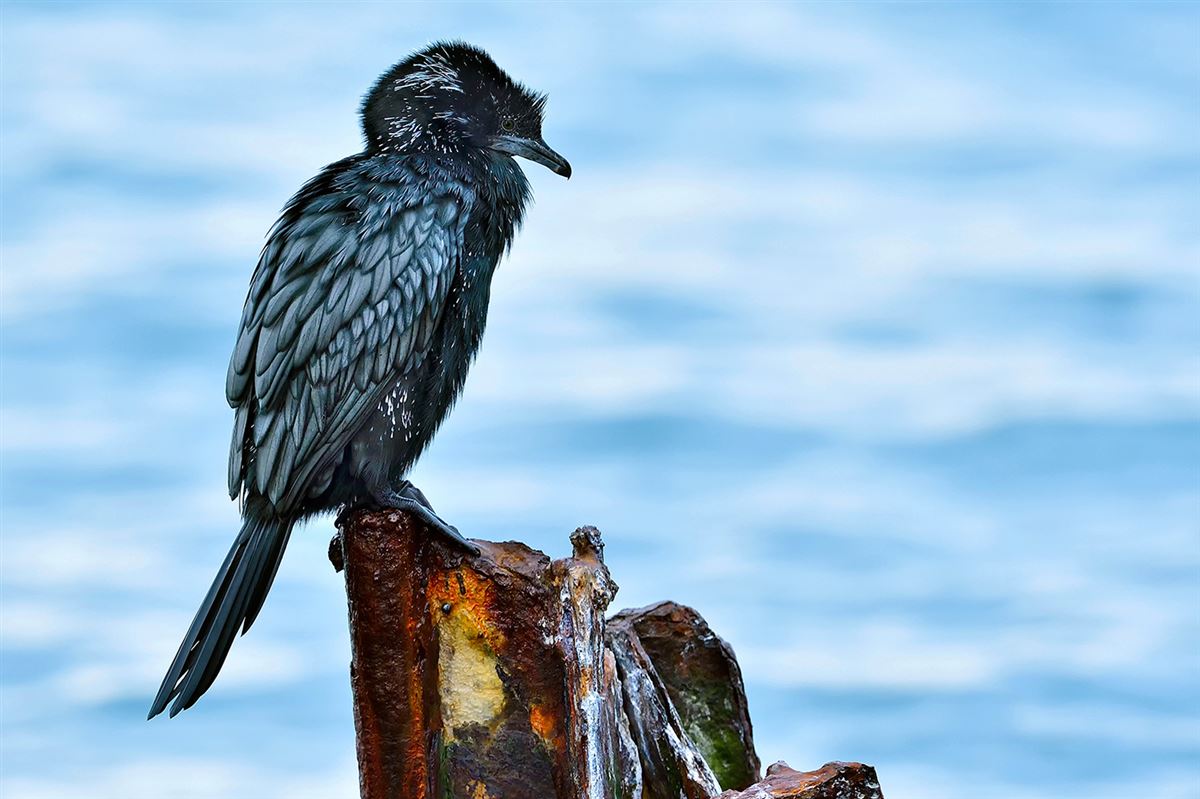 Pygmy Cormorant