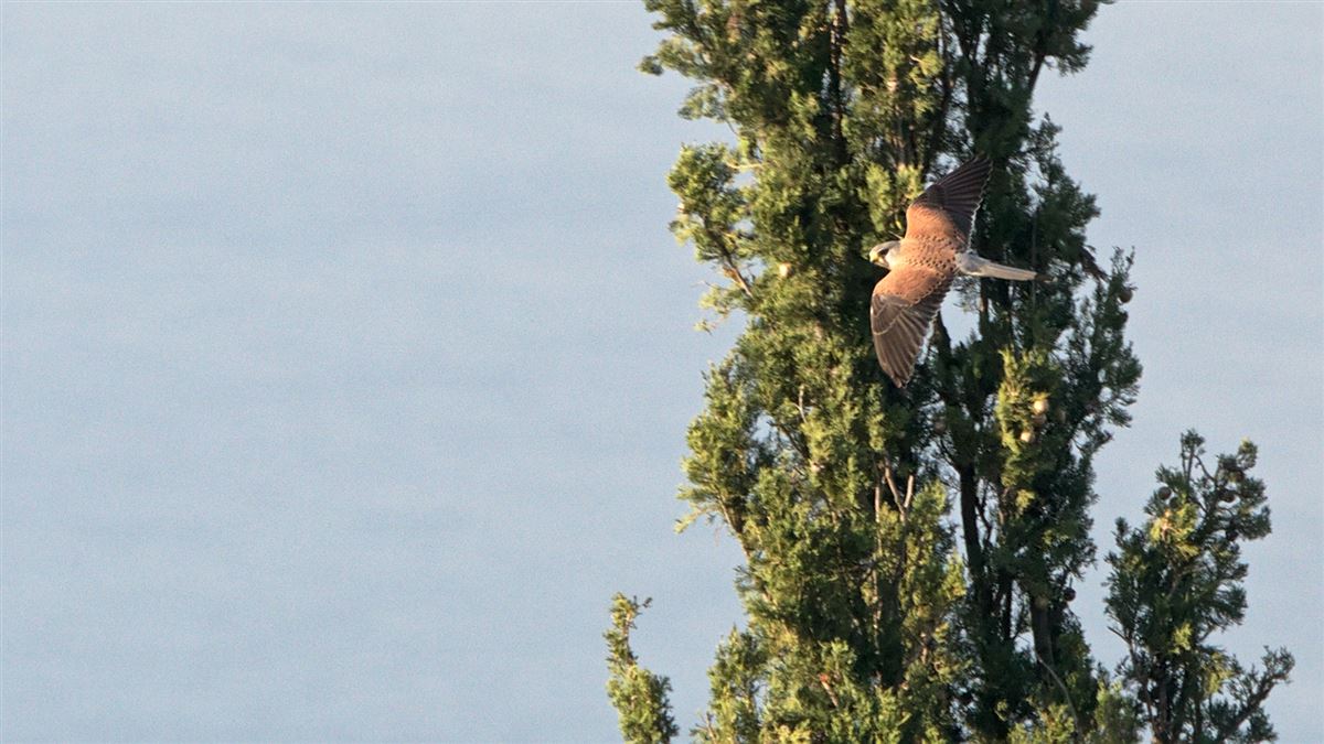 Common Kestrel