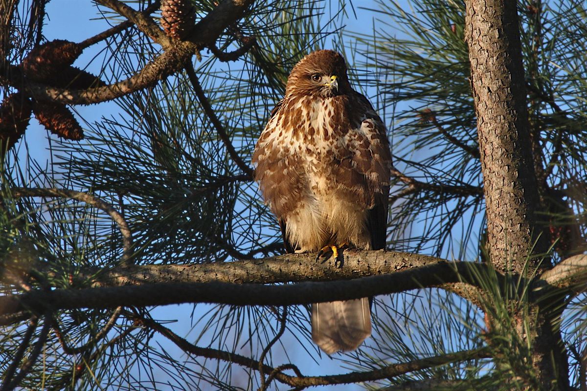 Common Buzzard