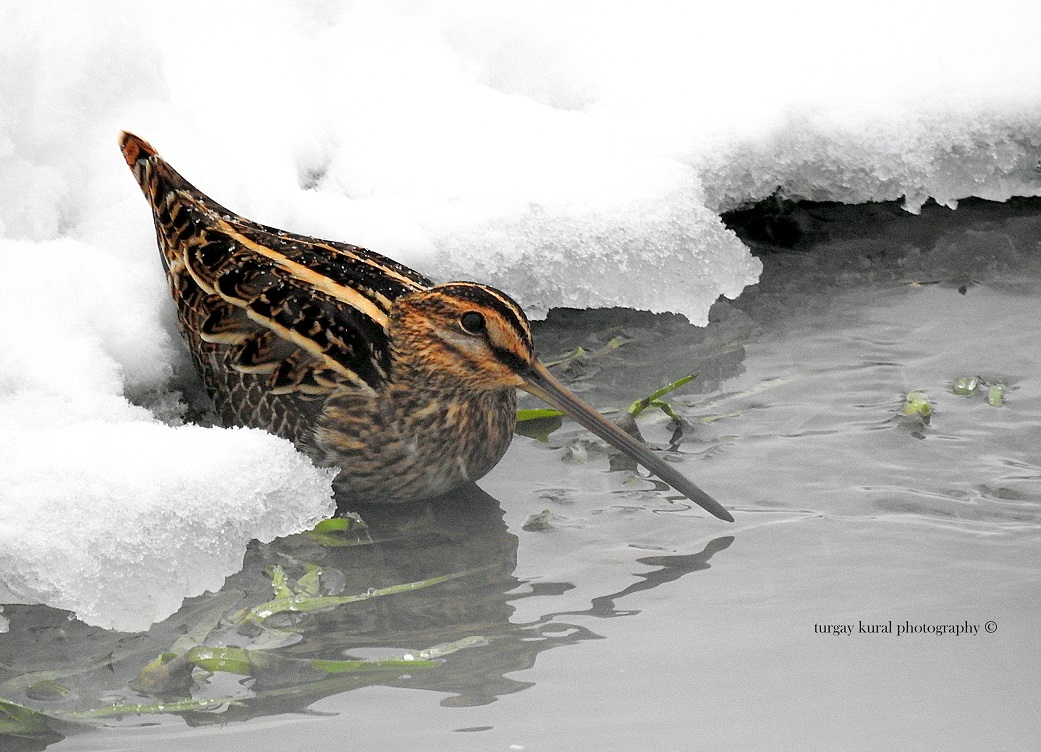 Common Snipe