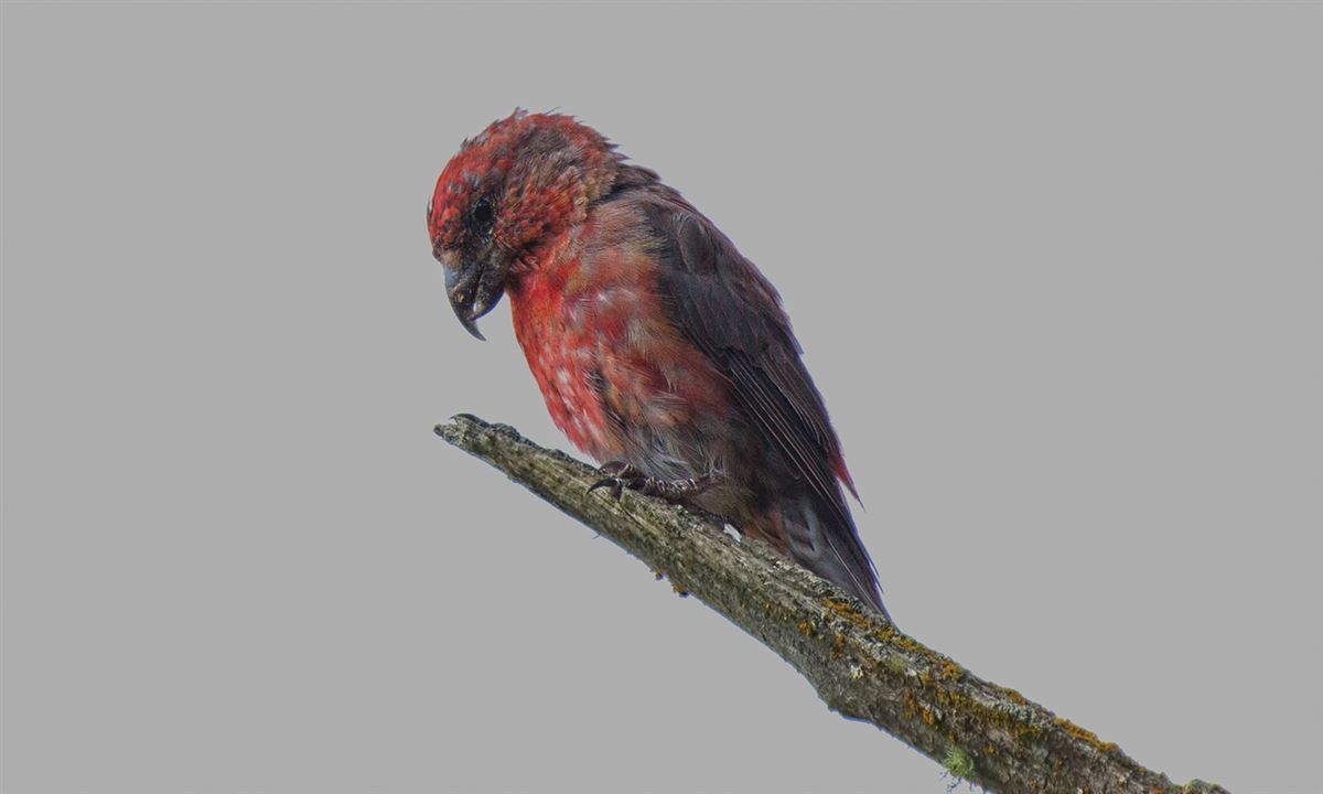 Red Crossbill