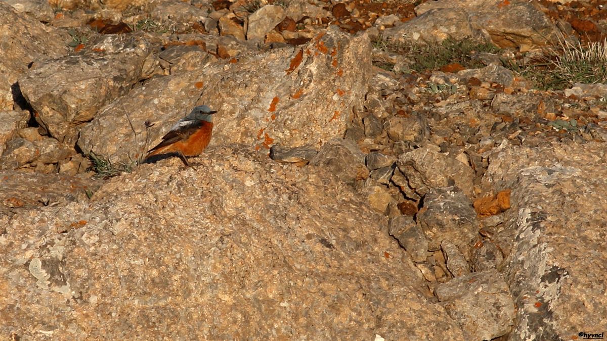 Common Rock Thrush