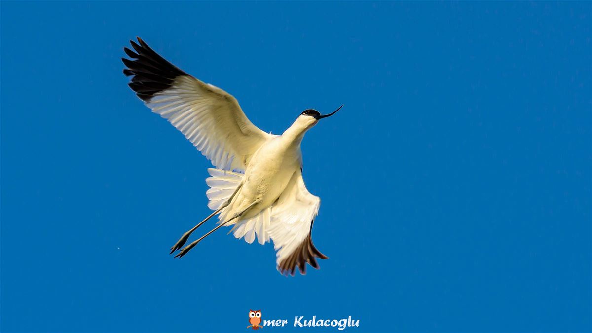 Pied Avocet