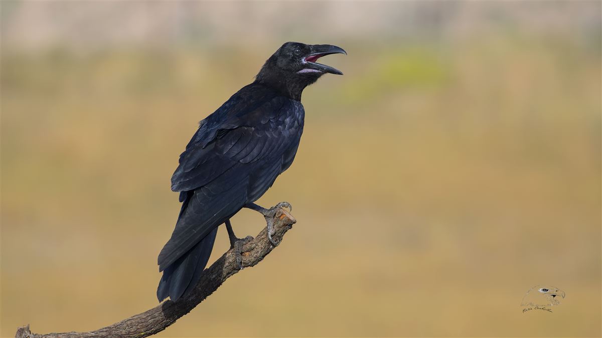 Northern Raven
