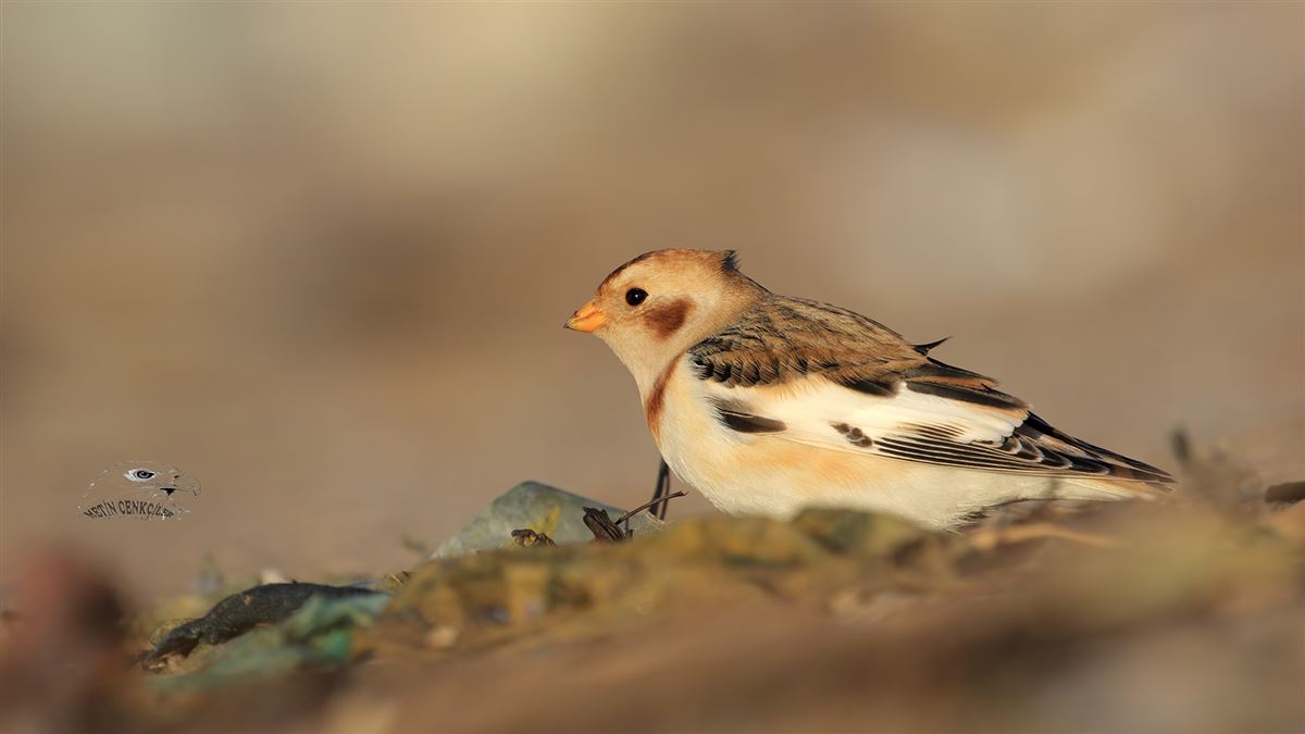 Snow Bunting