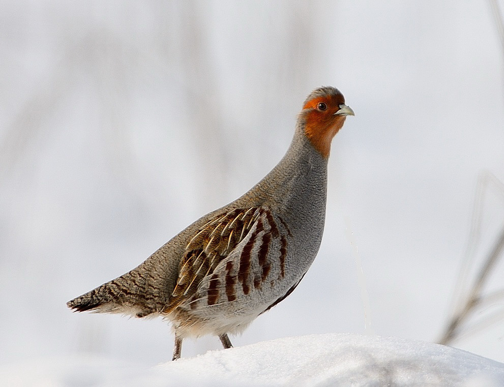 Grey Partridge
