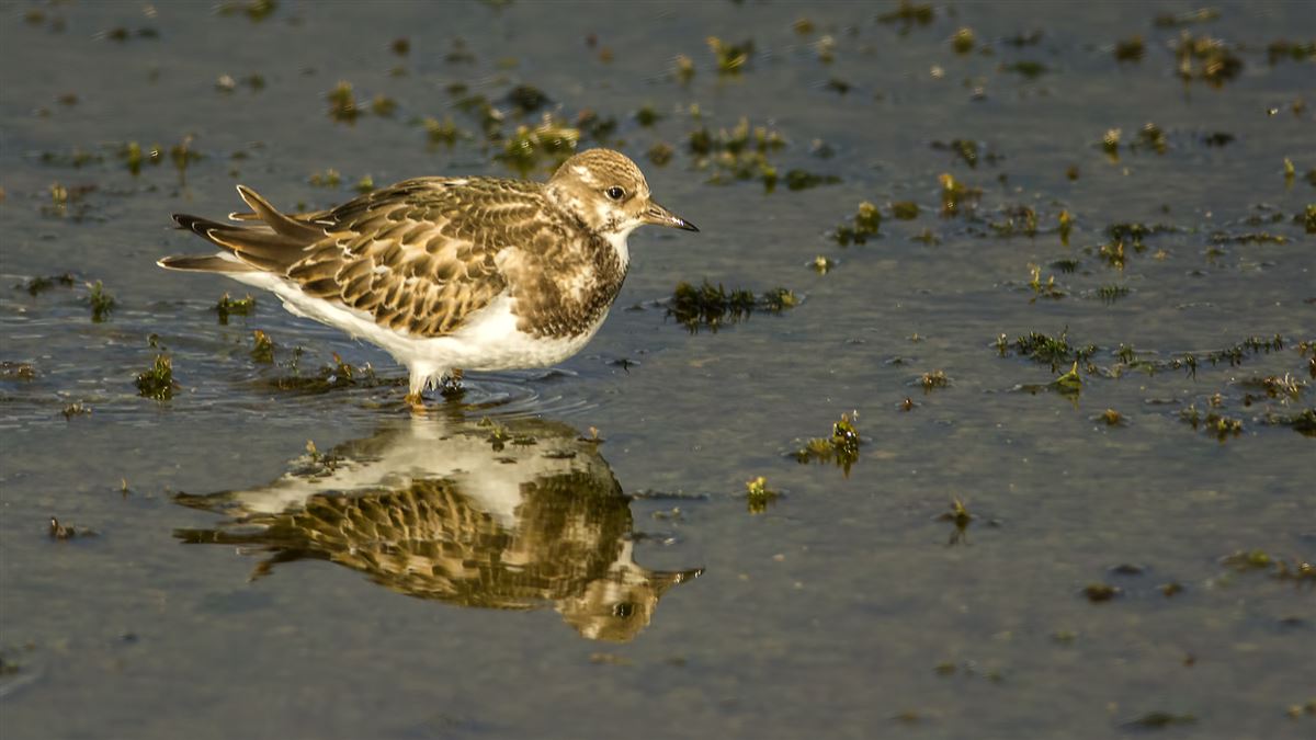 Ruddy Turnstone