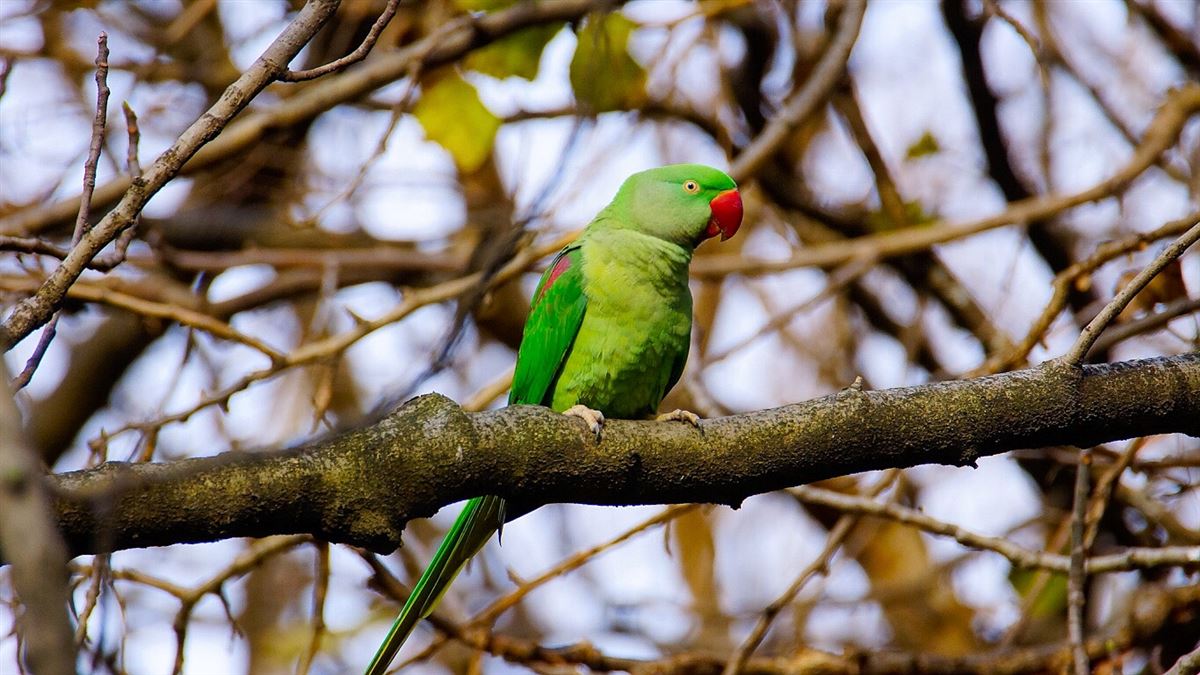 Alexandrine Parakeet